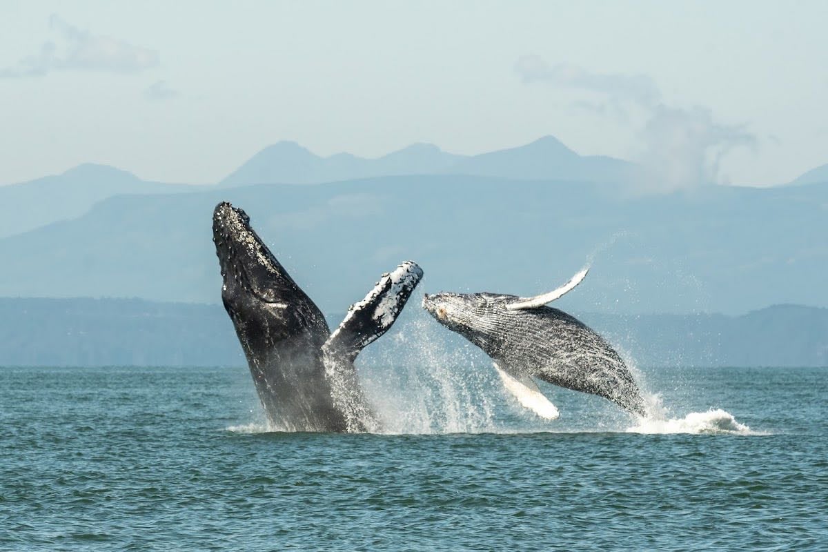 Wild Whales Vancouver