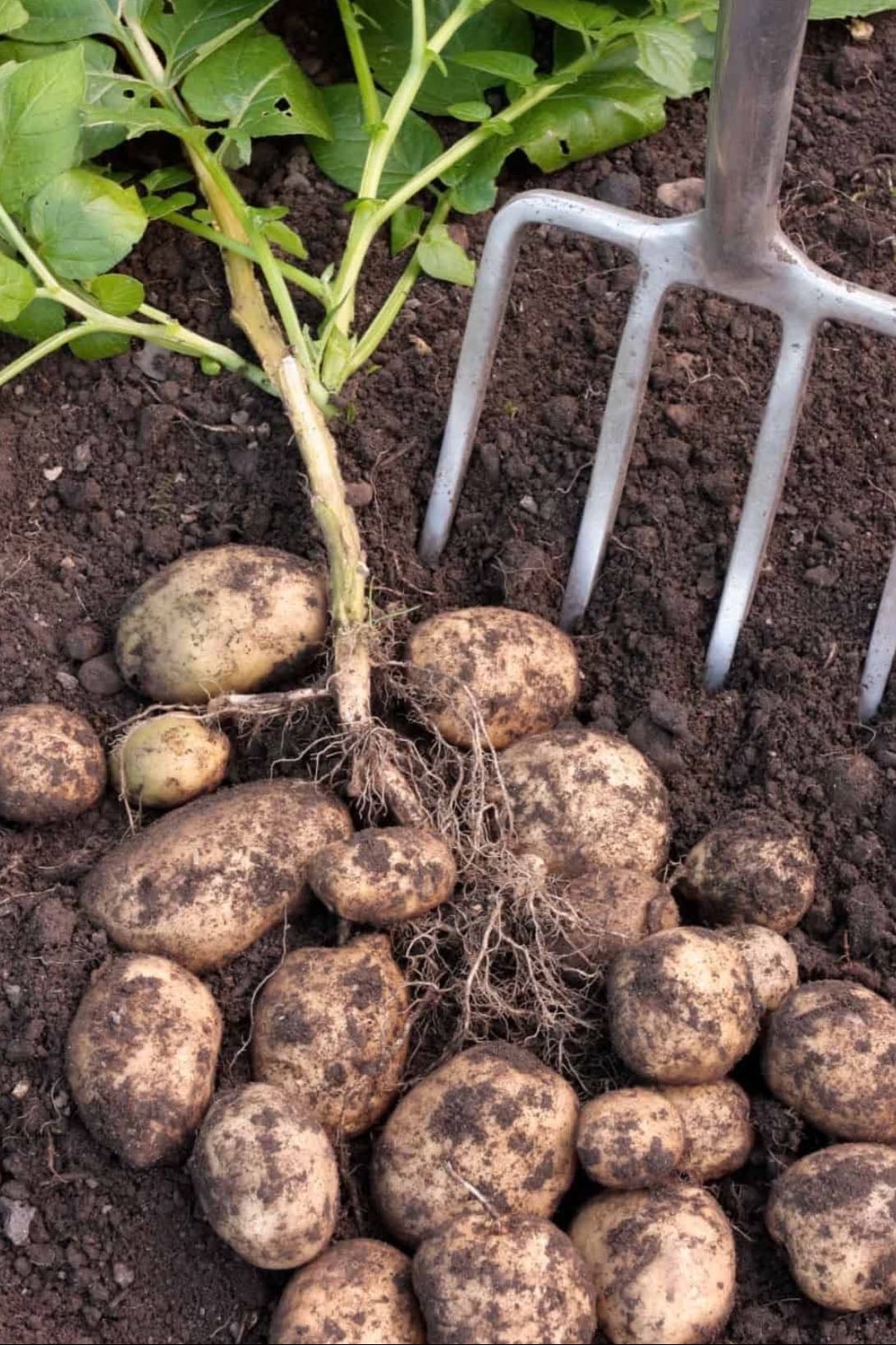 🥔 Papa (Solanum tuberosum)