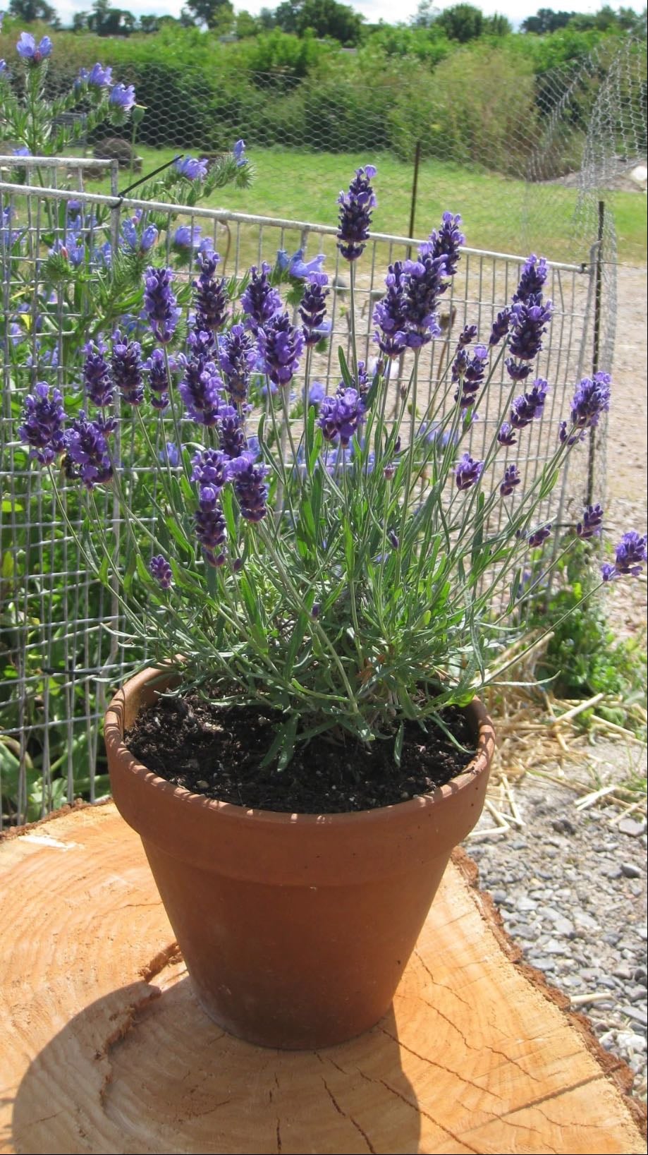💜 Lavanda (Lavandula angustifolia)