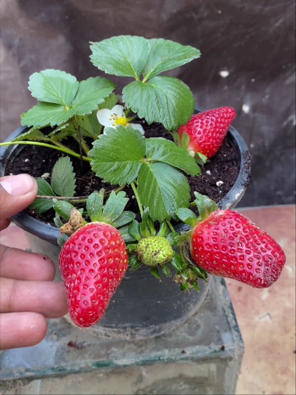 🍓 Fresa / Frutilla (Fragaria × ananassa)