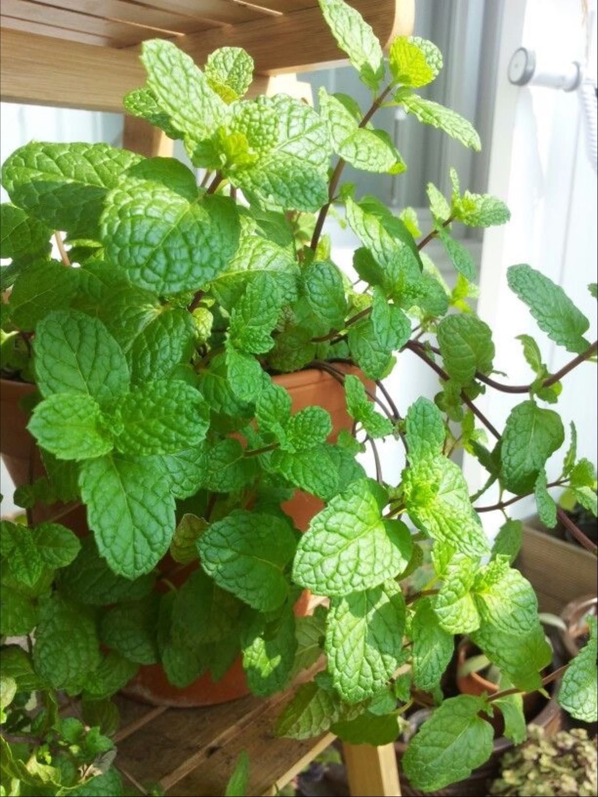 🌱 Menta (Mentha spicata / piperita)