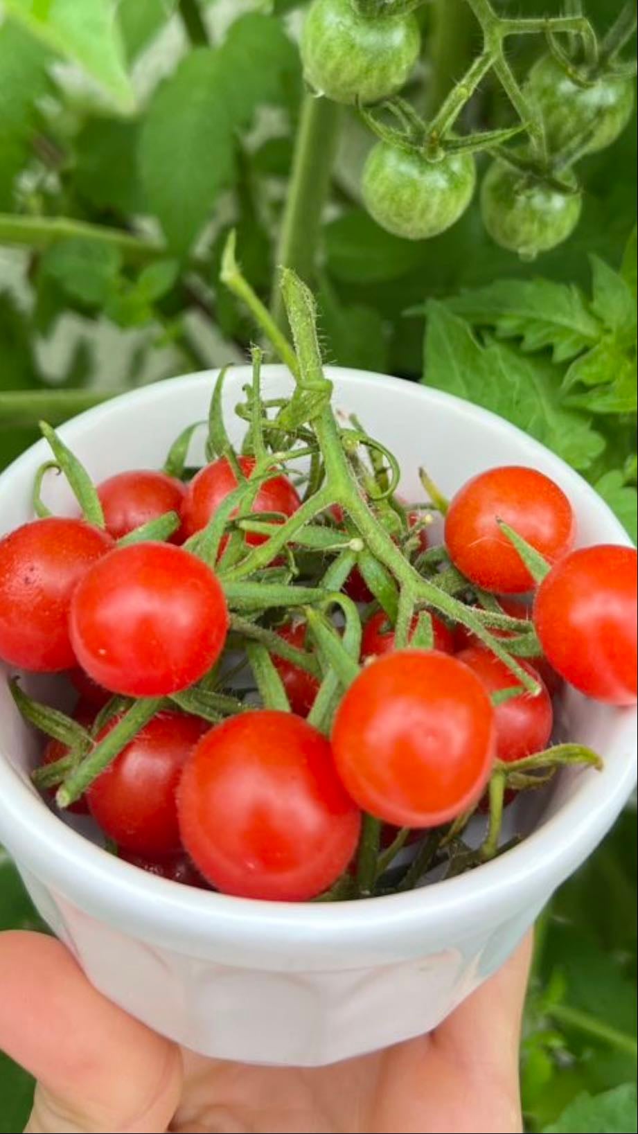 🍅 Tomate cherry (Solanum lycopersicum var. cerasiforme)