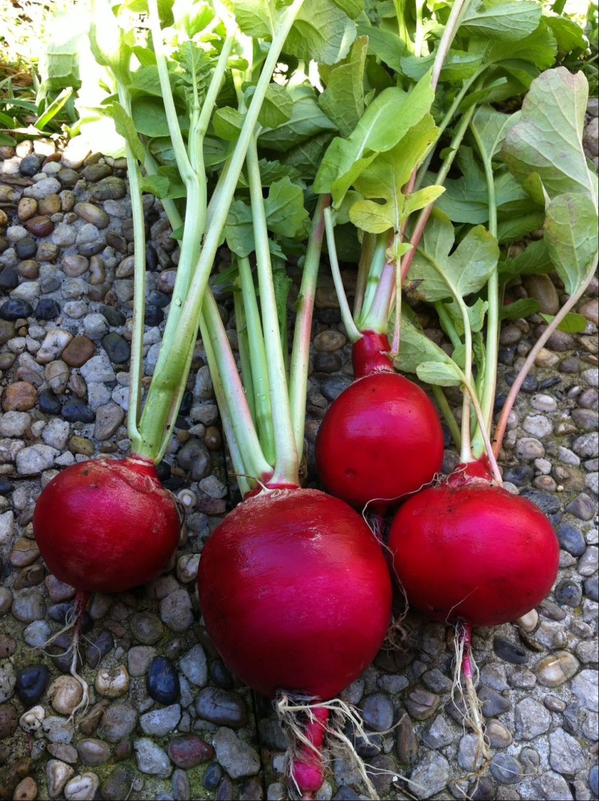  Rábano (Raphanus sativus)