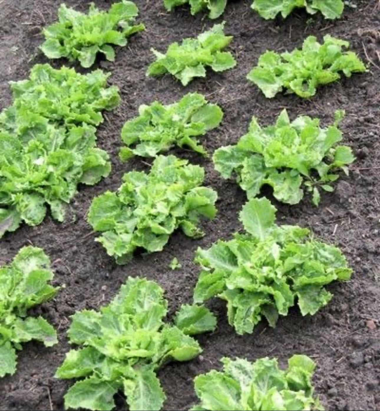 🥬 Lechuga (Lactuca sativa)