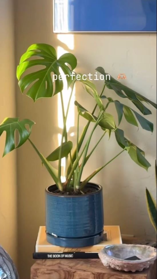 Plantuca
