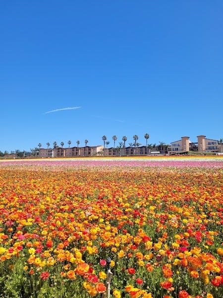 The Flower Fields