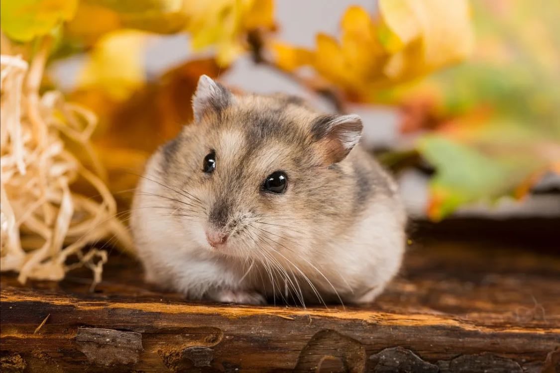 Hamster