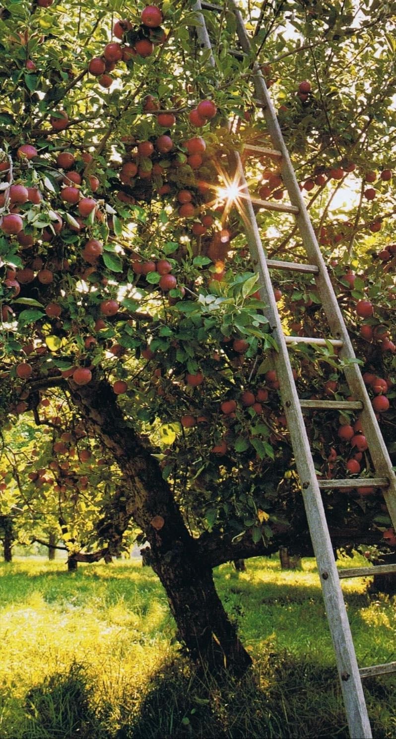 apple tree