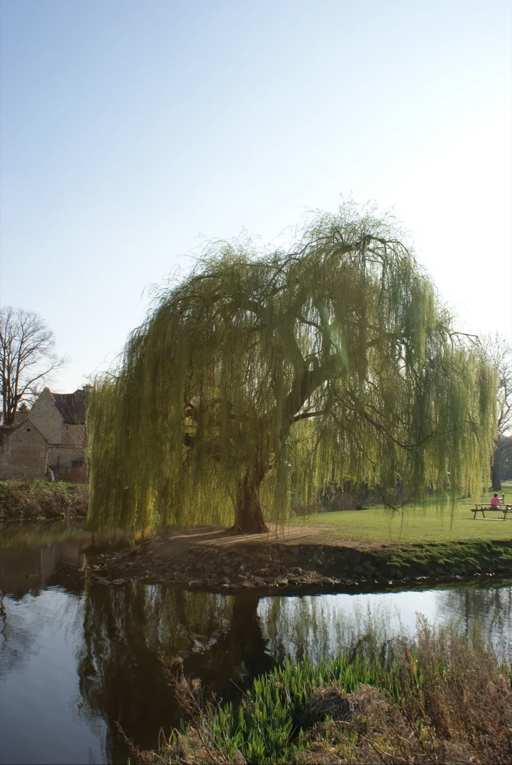 willow tree