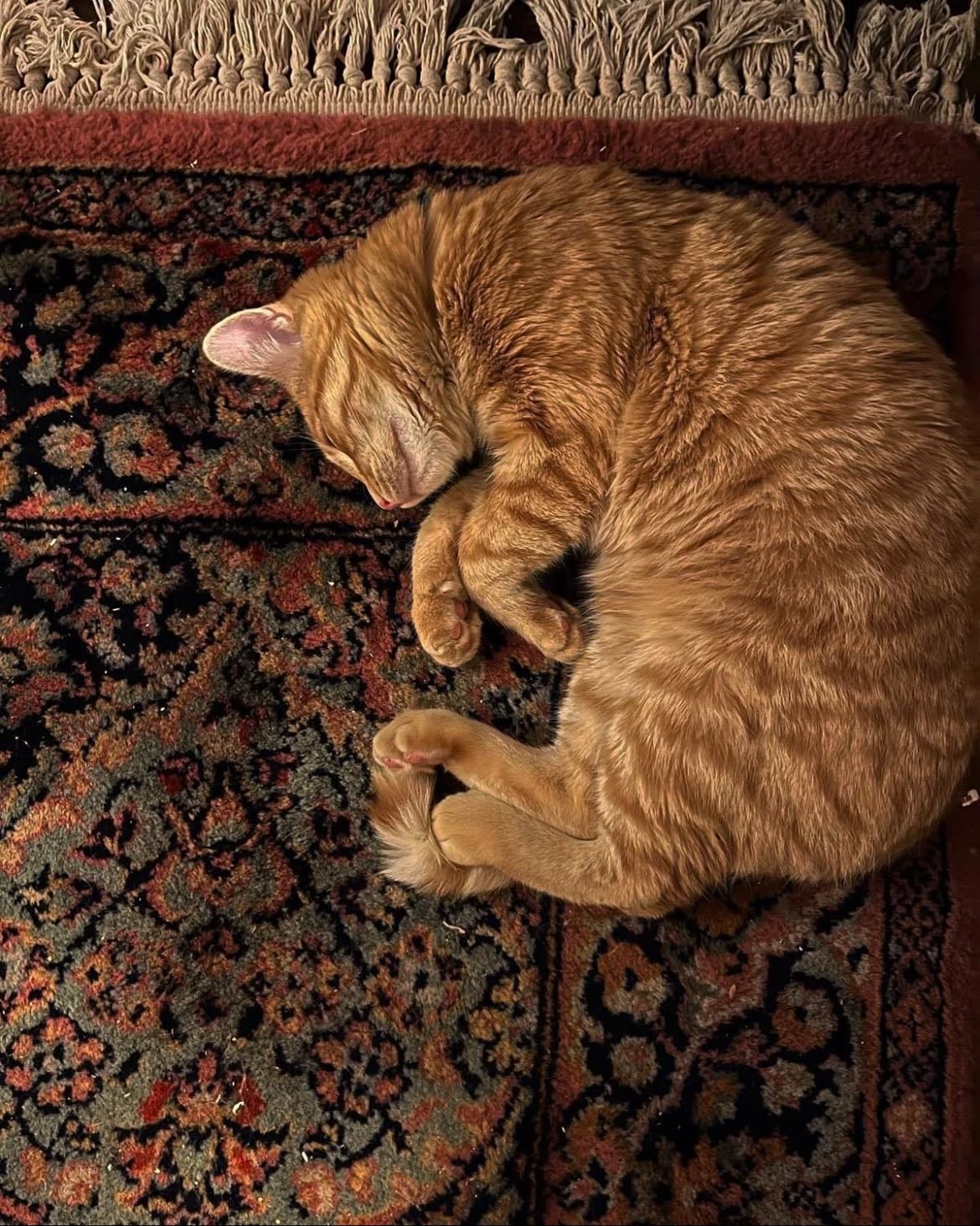 Cats