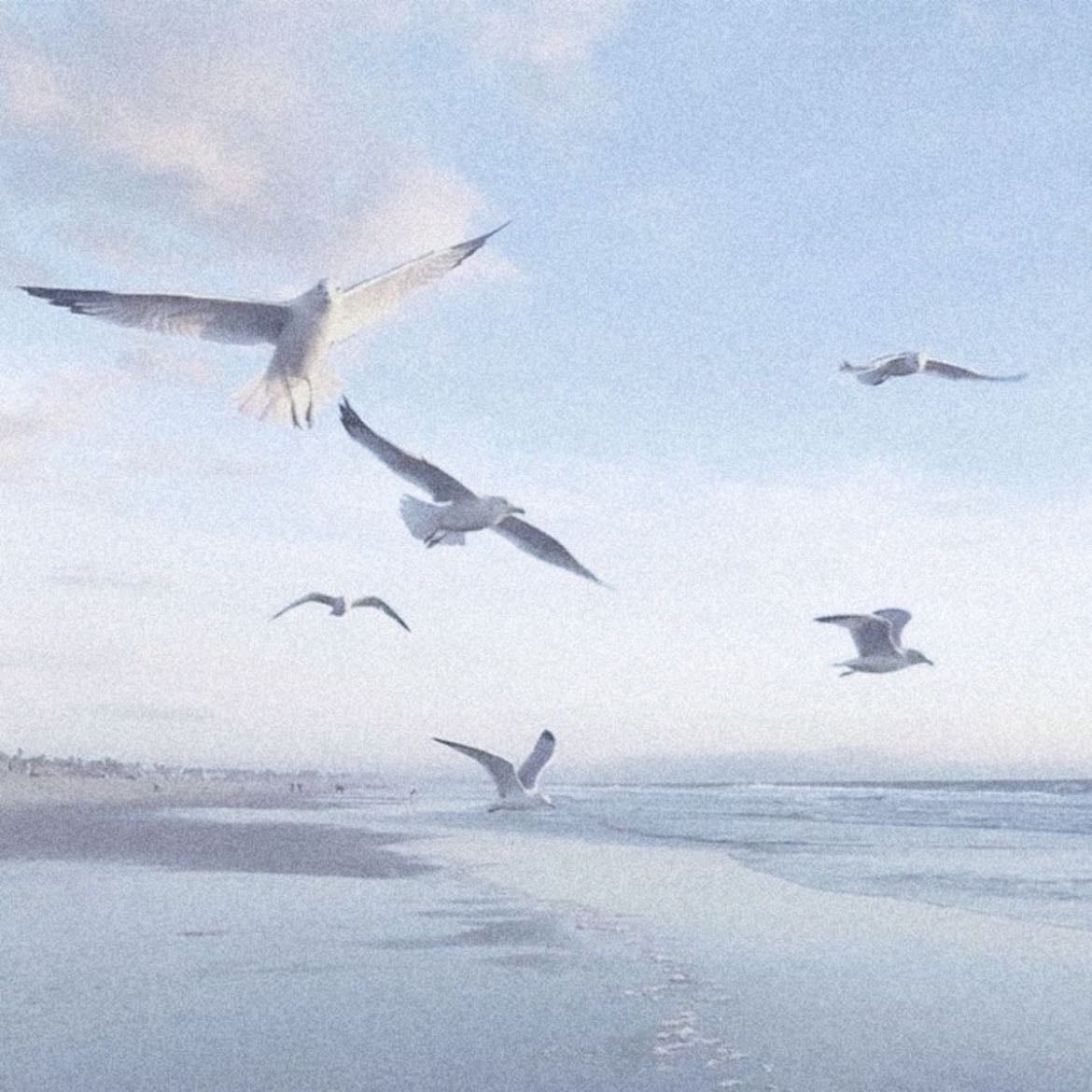Seagulls