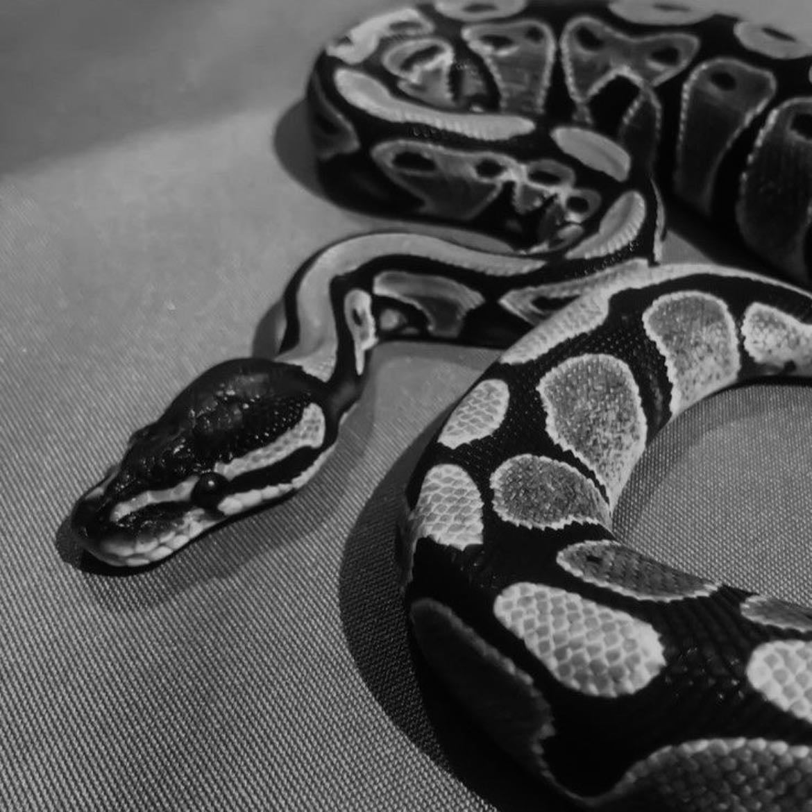 Snakes