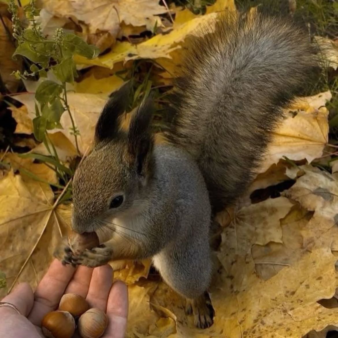 Squirrel