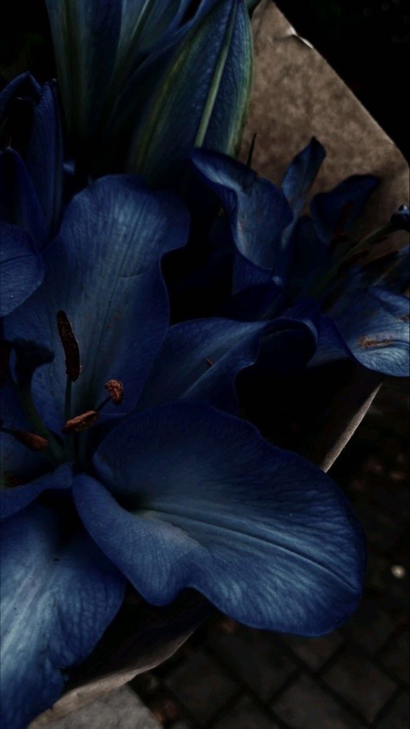 Blue lilies