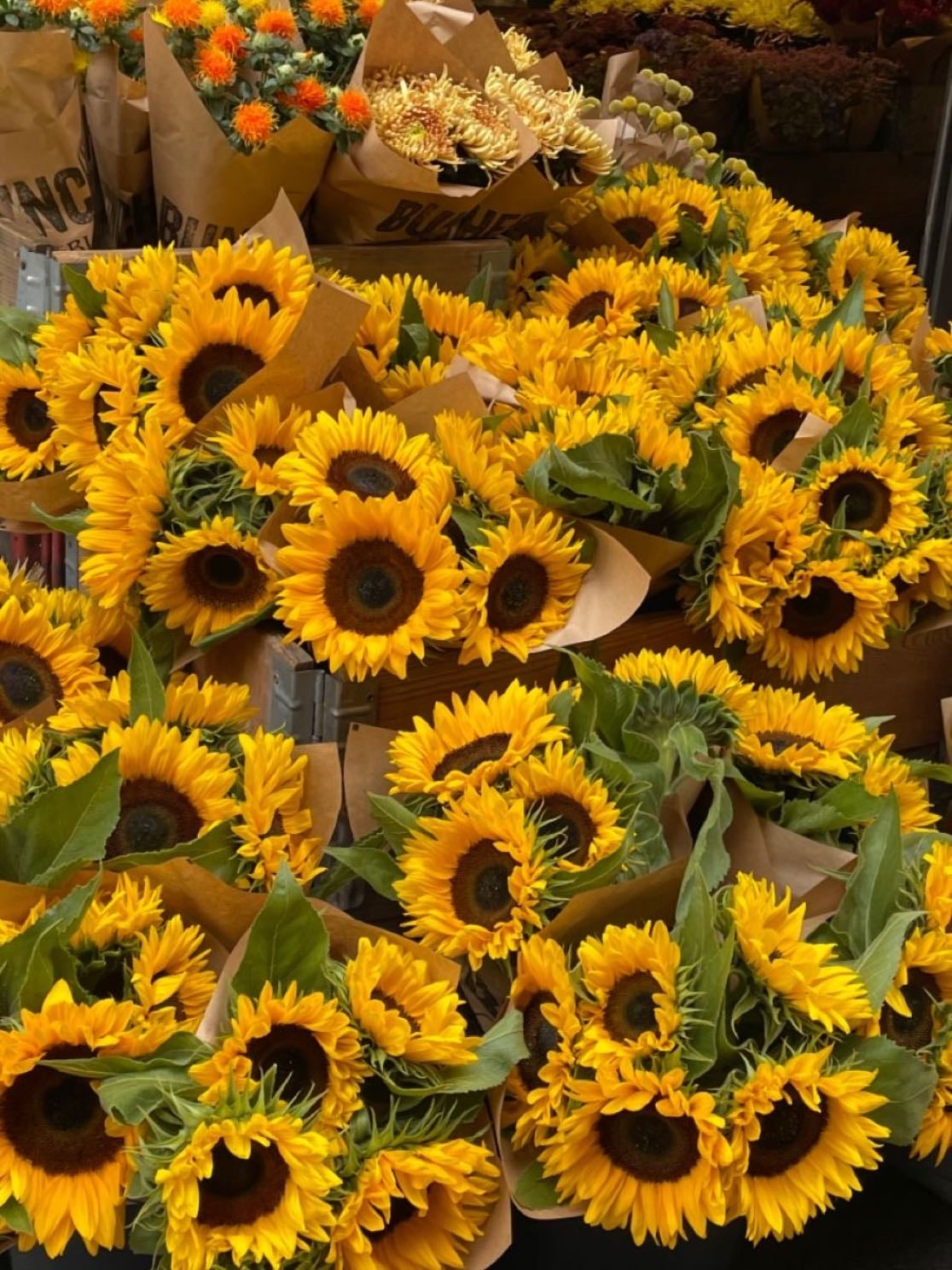 Sunflowers