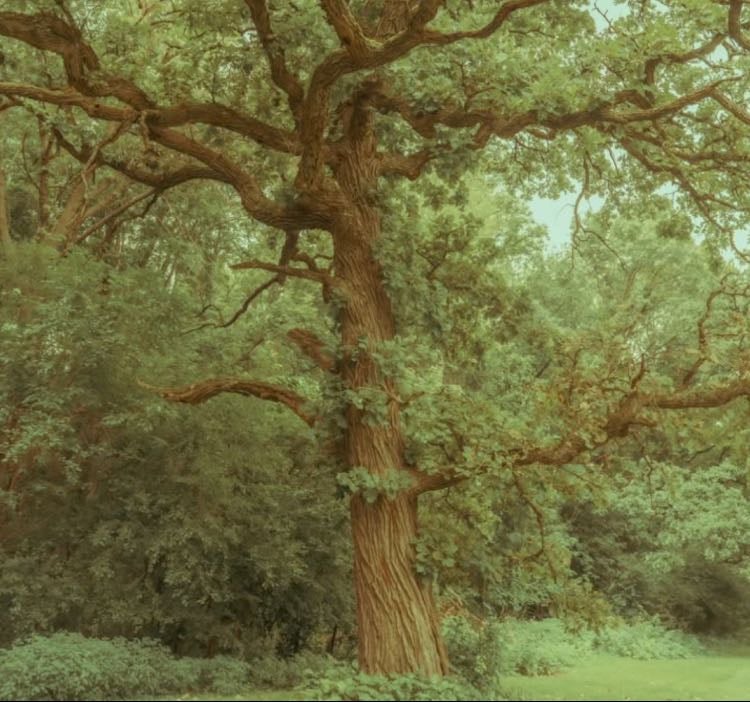my fig tree