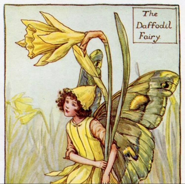 daffodils