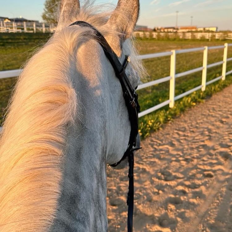 Montar a caballo