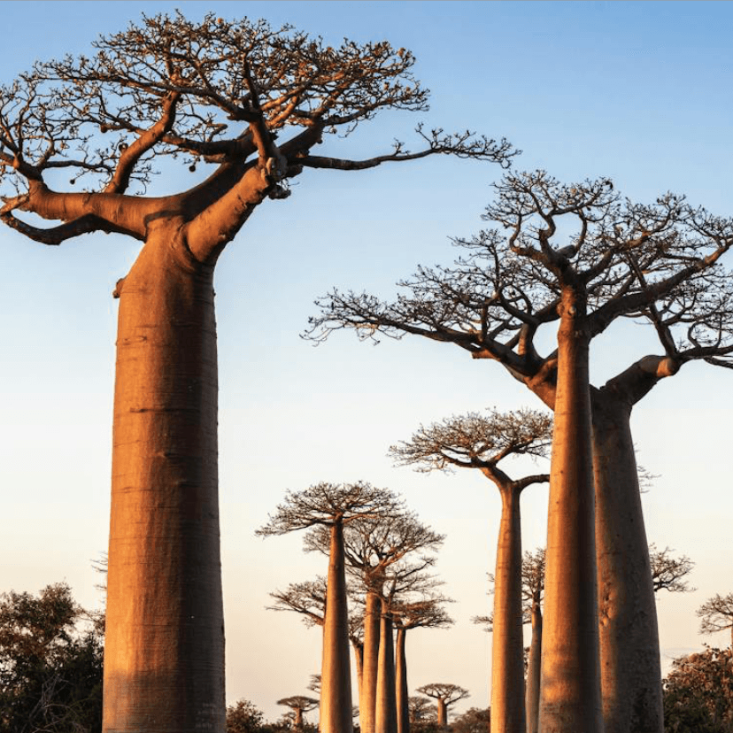 Madagascar