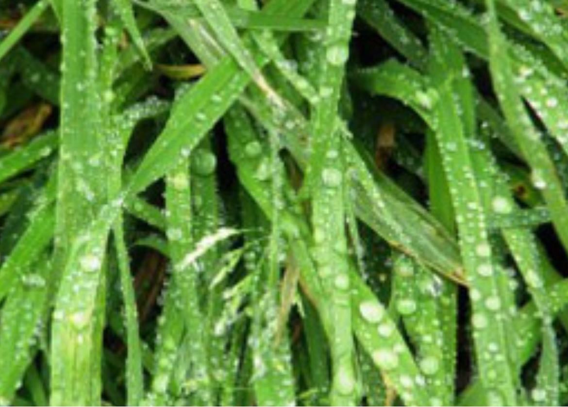 freshly cut wet grass