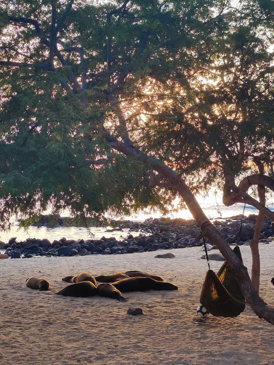 Islas Galápagos