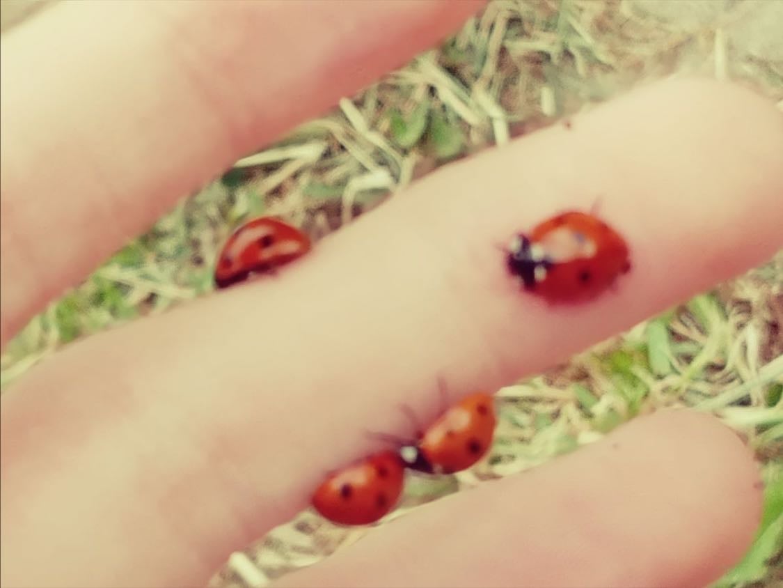 ladybirds