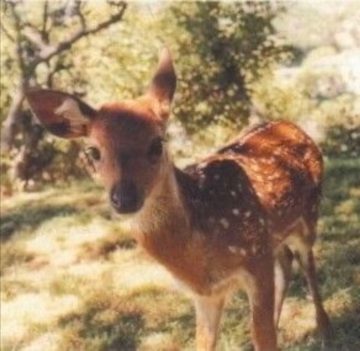 the deer - feeling overpowered by everything and everyone will always be who i am, thereβs nothing that can change that.