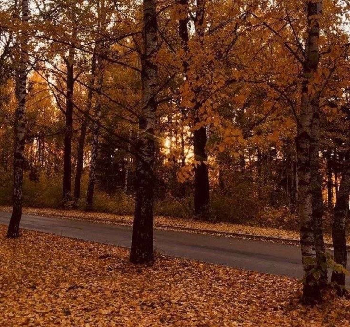 𝘢𝘶𝘵𝘶𝘮𝘯🍁🎞️