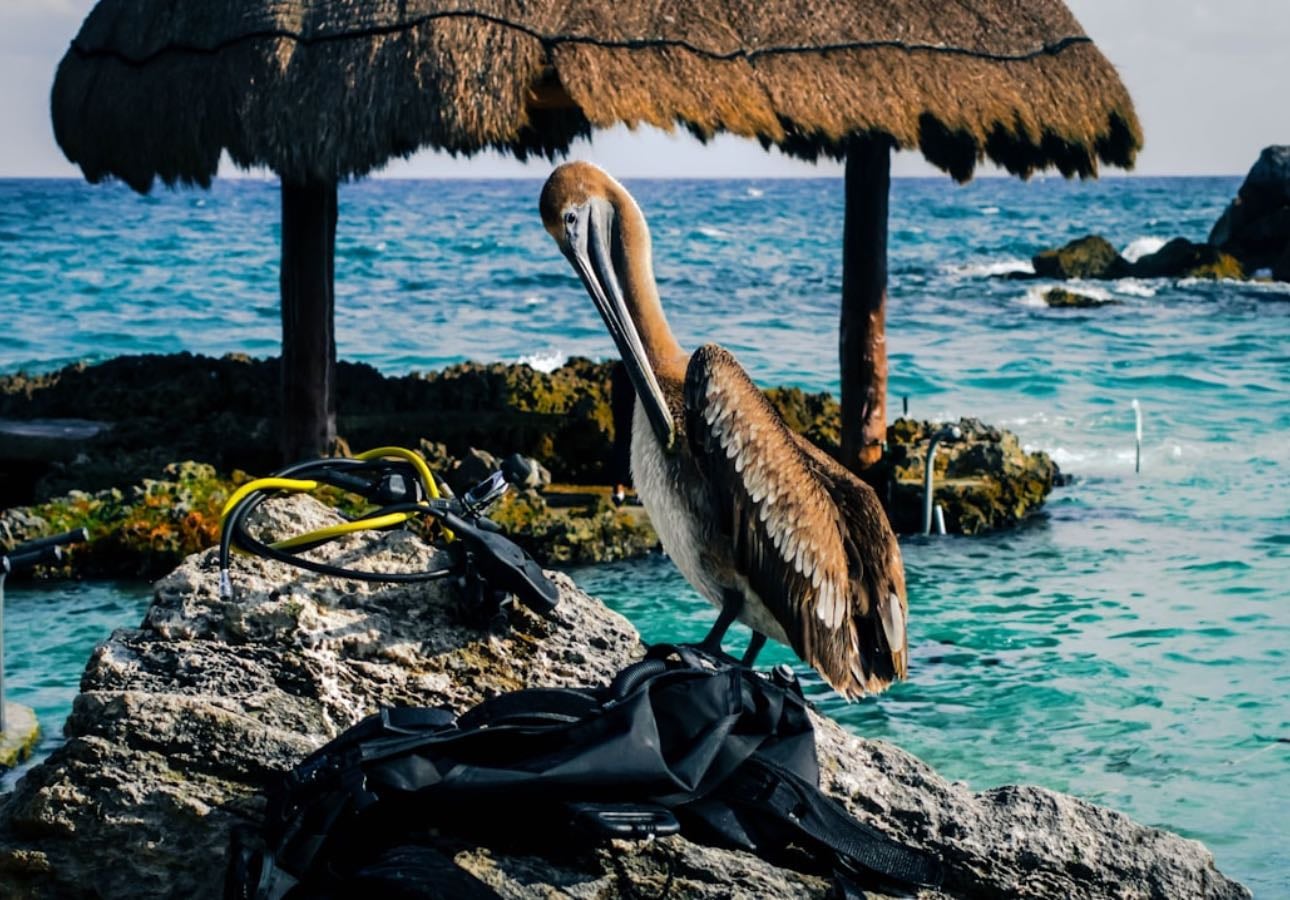 Cancún - Places hypelist by Zamira C Bachbush