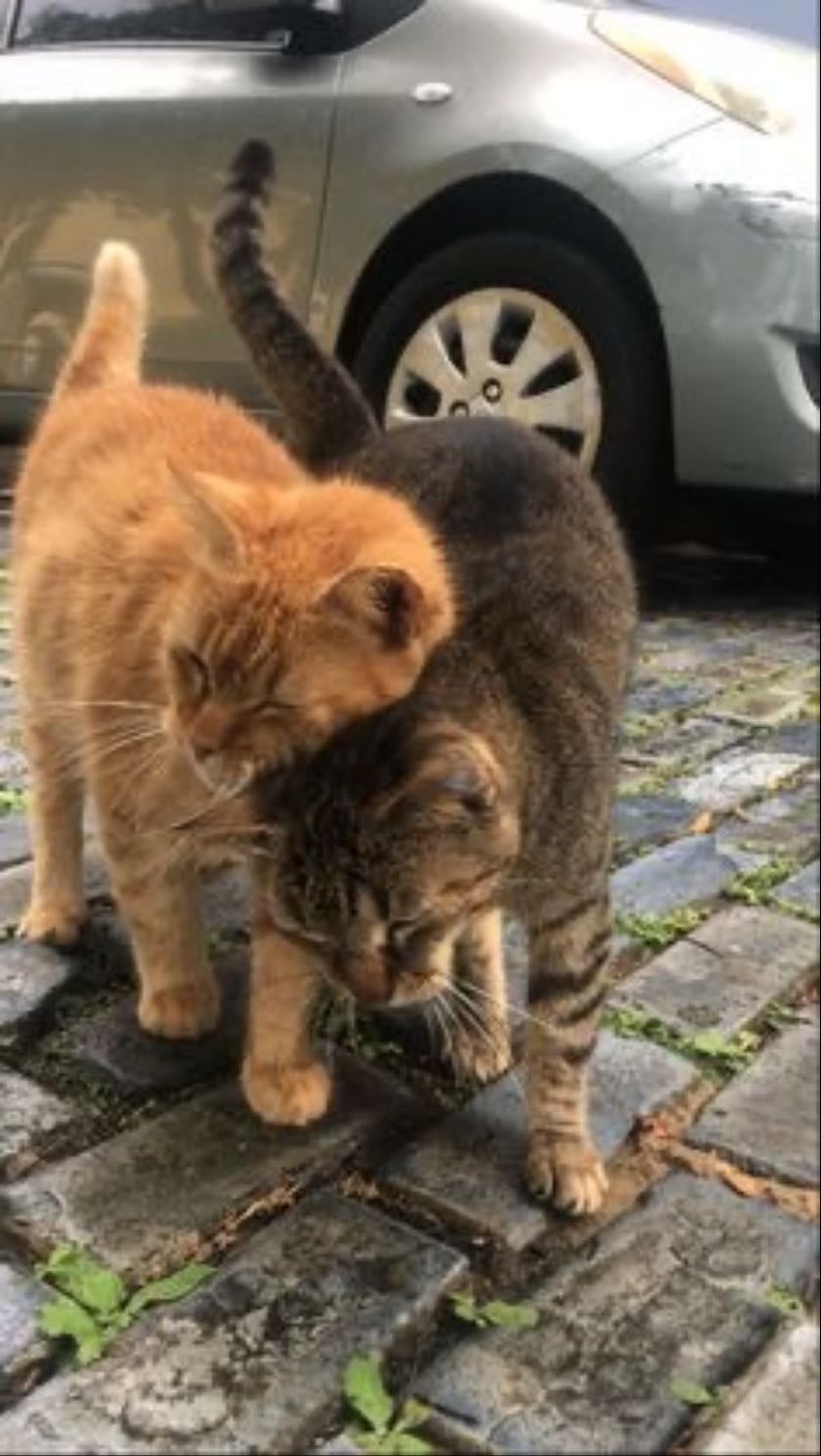 cats