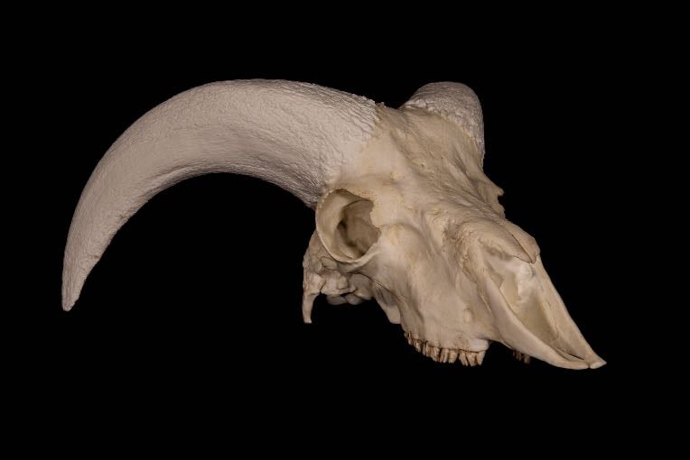 sheep skull