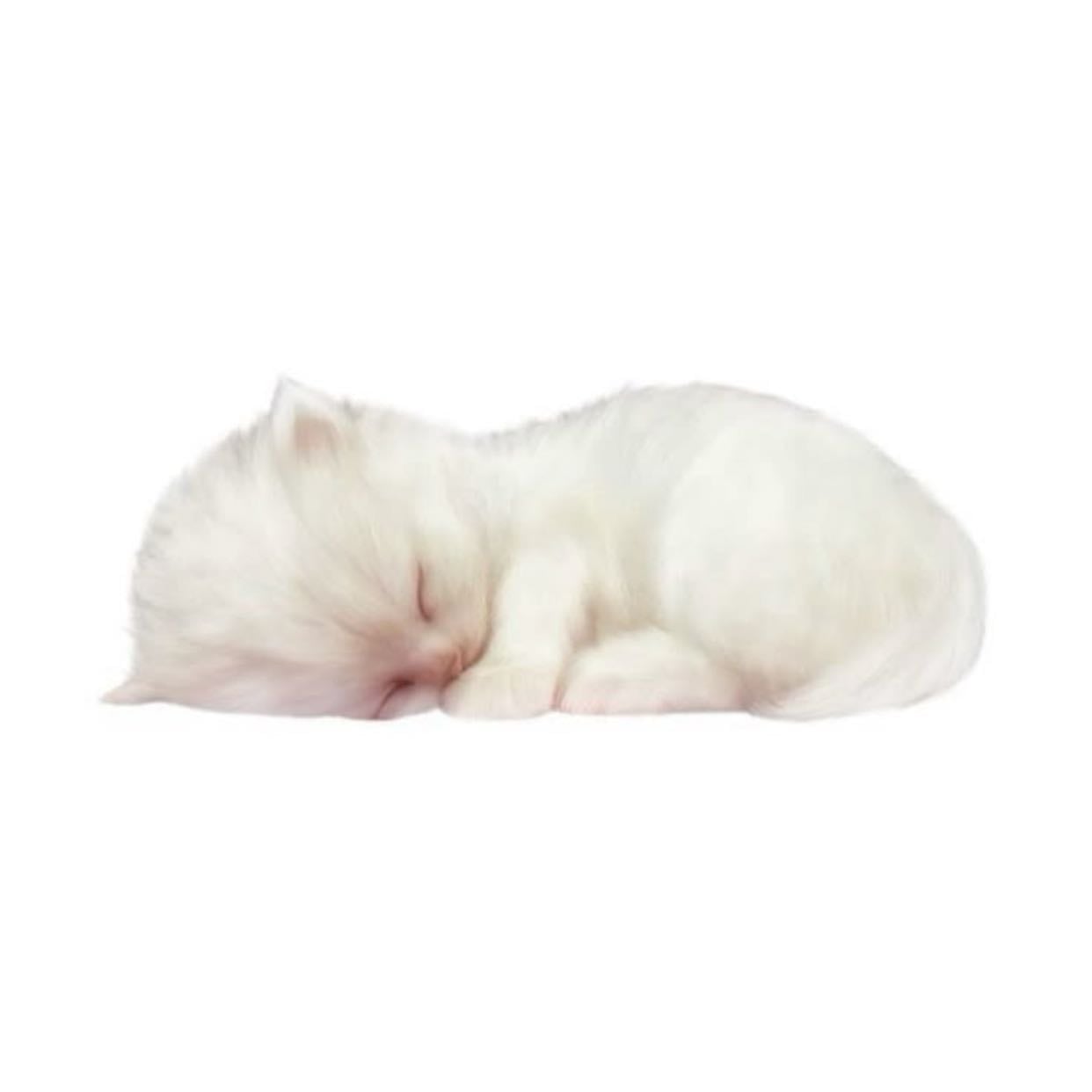 cats - the b&w ones