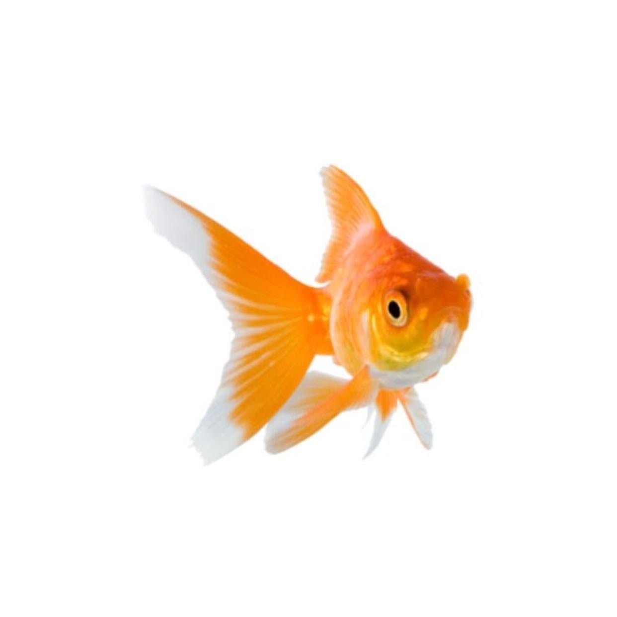 fishes - golden fish 🧡