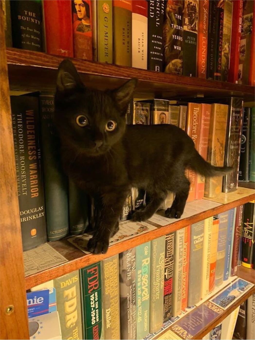 cats