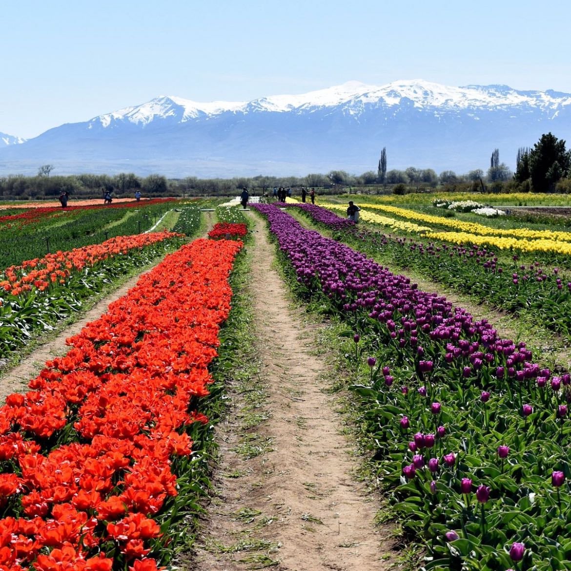 Campo de tulipanes - Paillaco