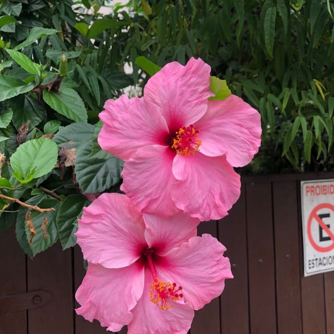 Hibiscos - Flor veraniega