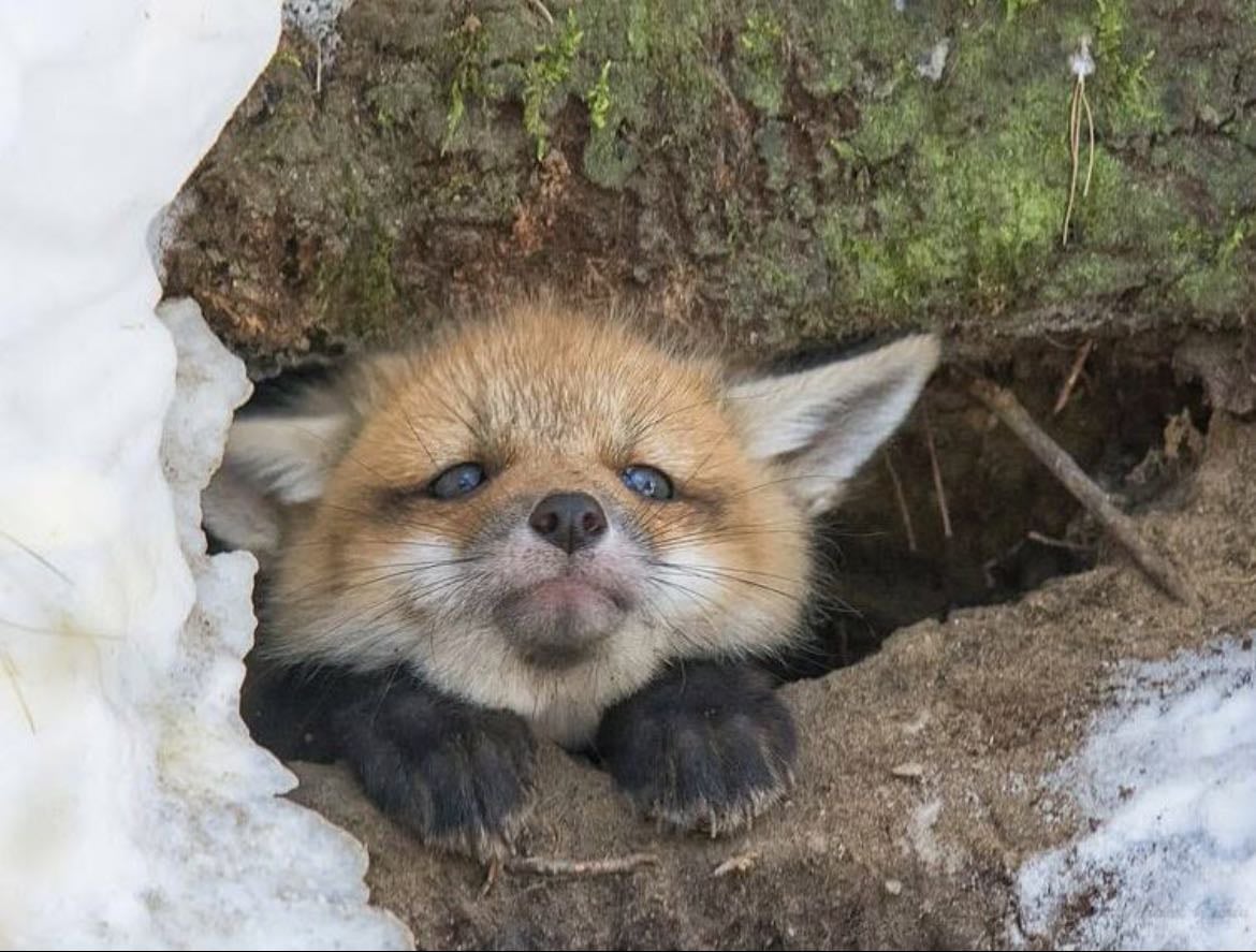 foxes