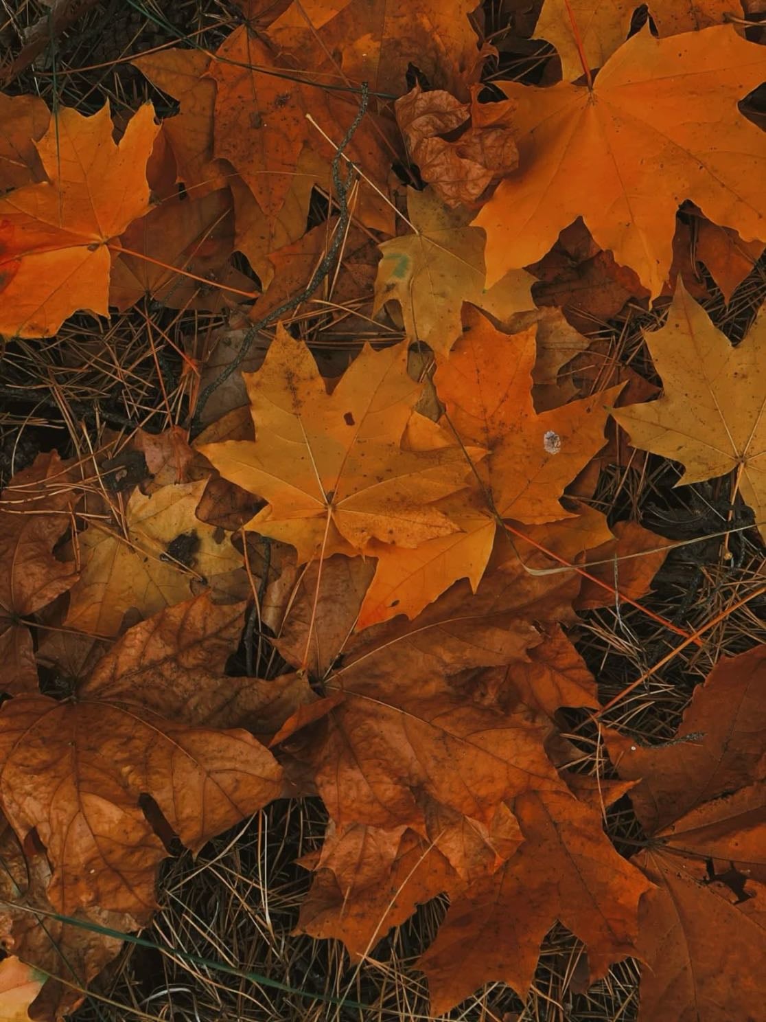 autumn leaves