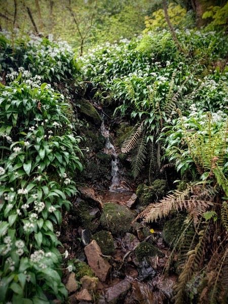 Lower Town Woodland Walk