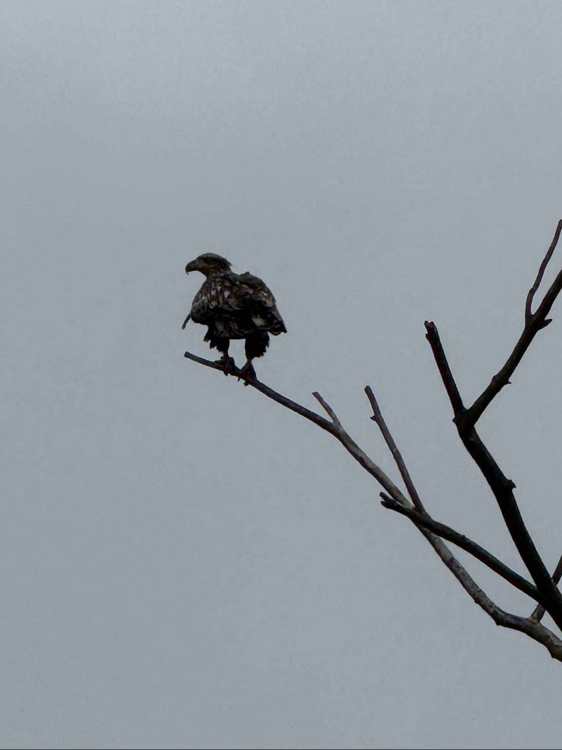 bird watching