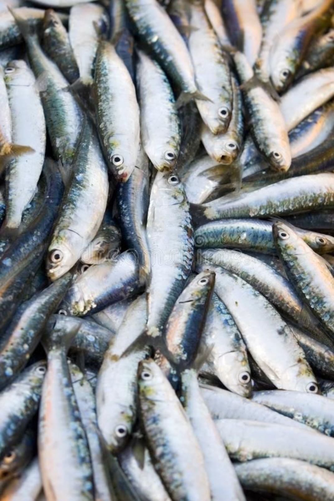 sardines