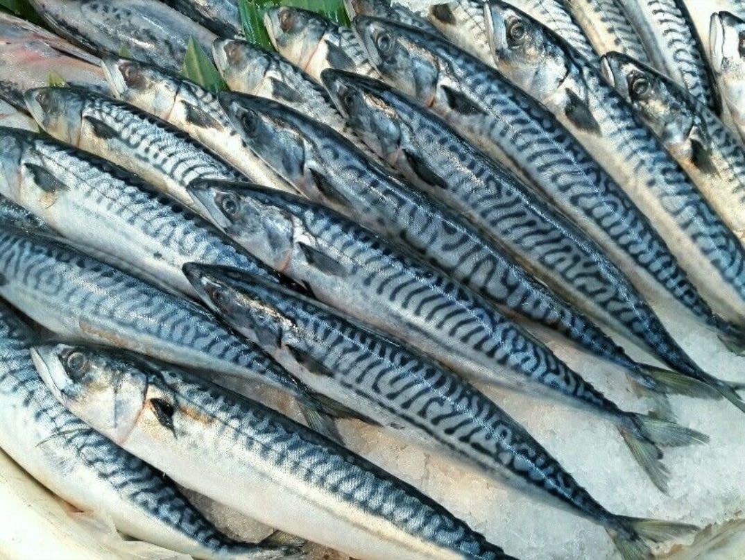 mackerel