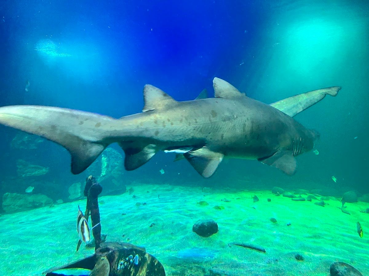 Dingle Oceanworld Aquarium