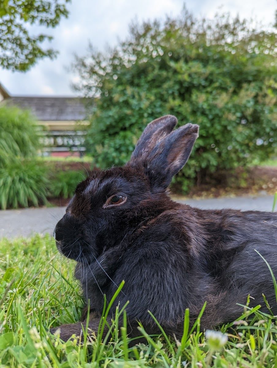 Black Rabbit Kitchen