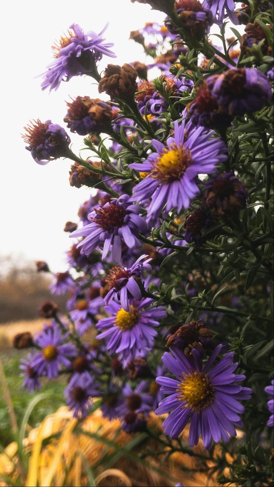 Aster