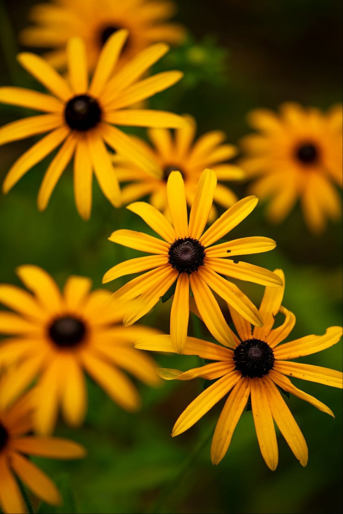 Rudbeckia