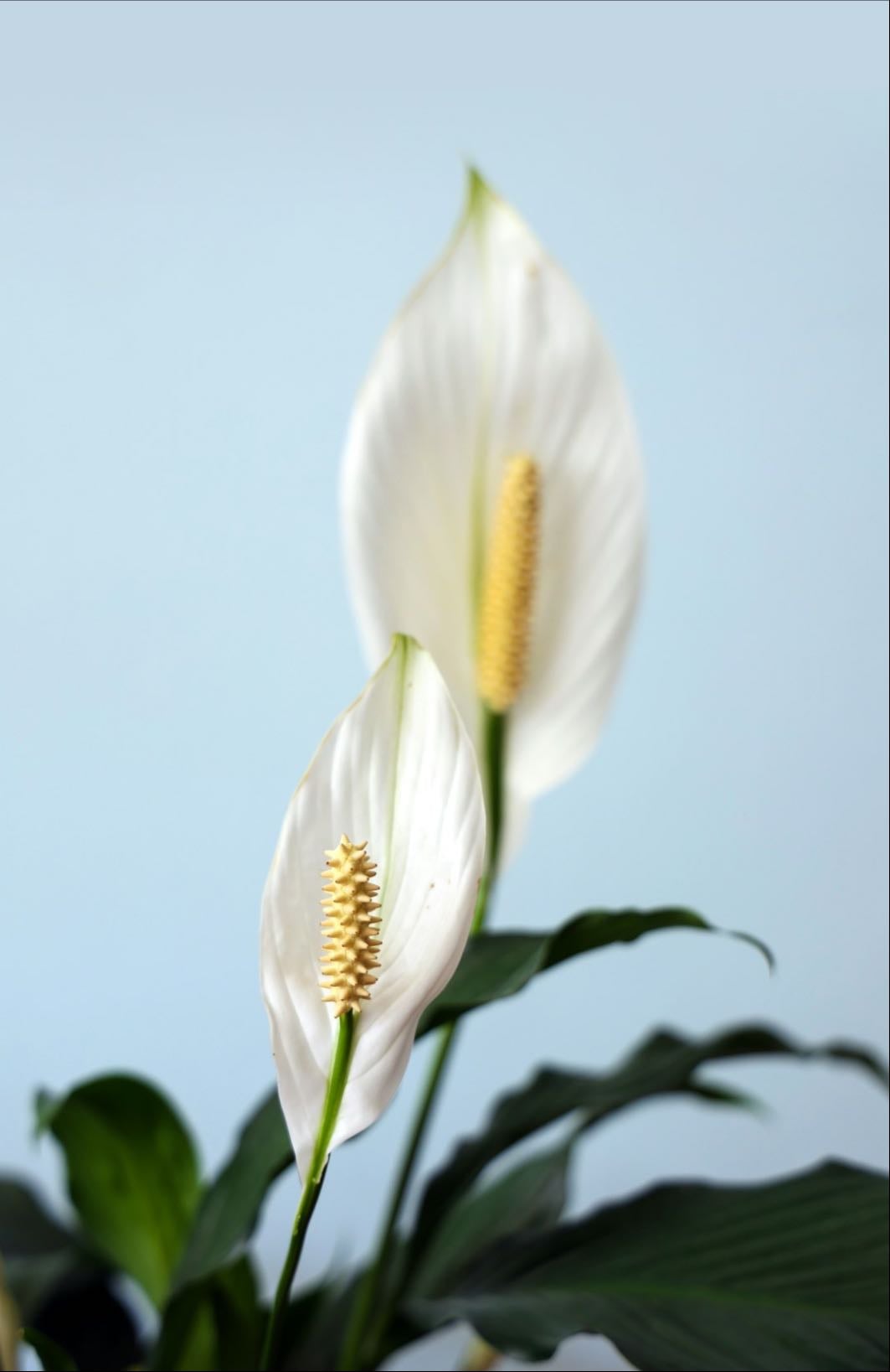 Peace lily