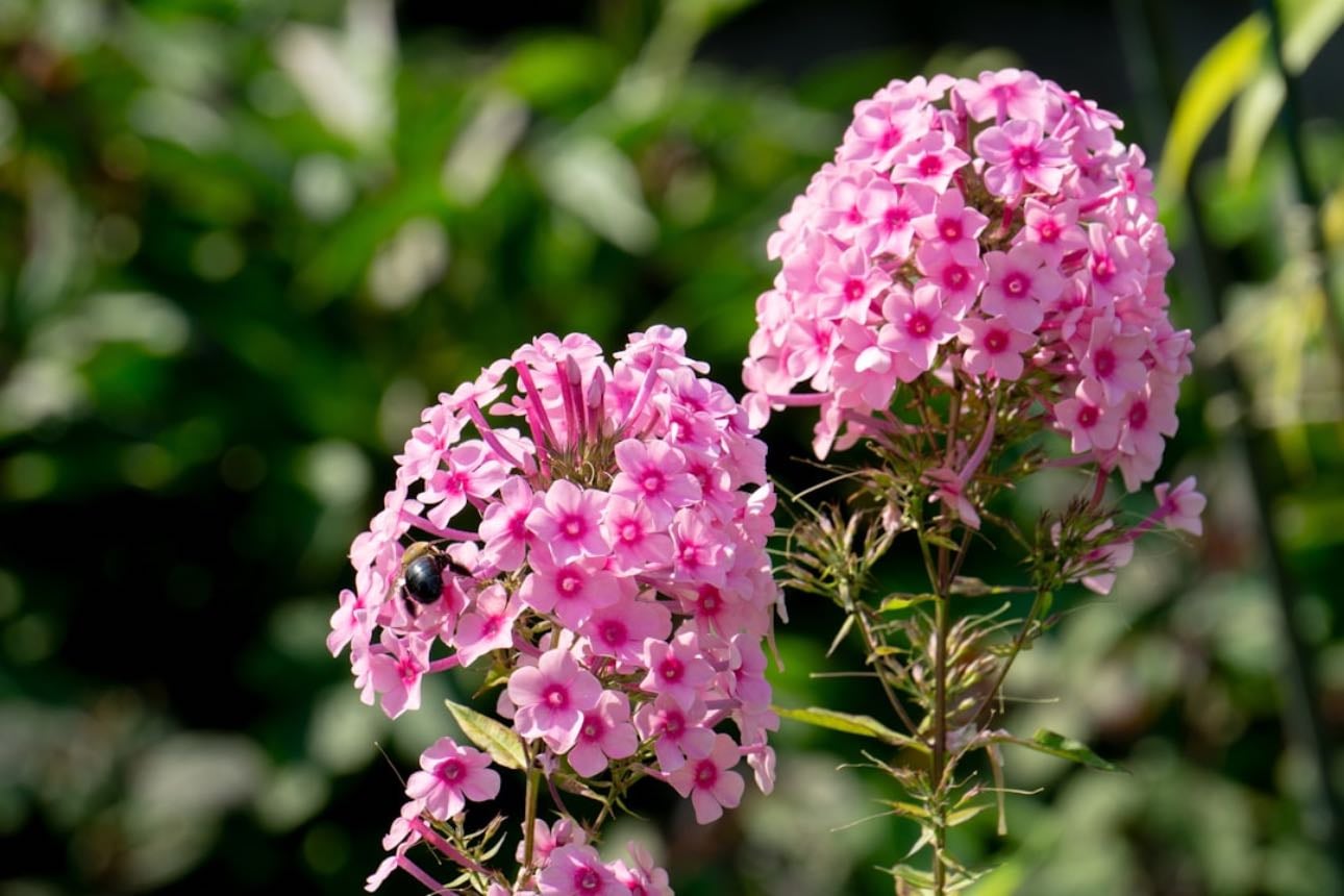 Phlox