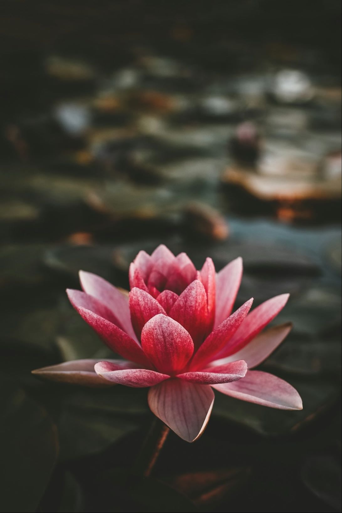 Lotus