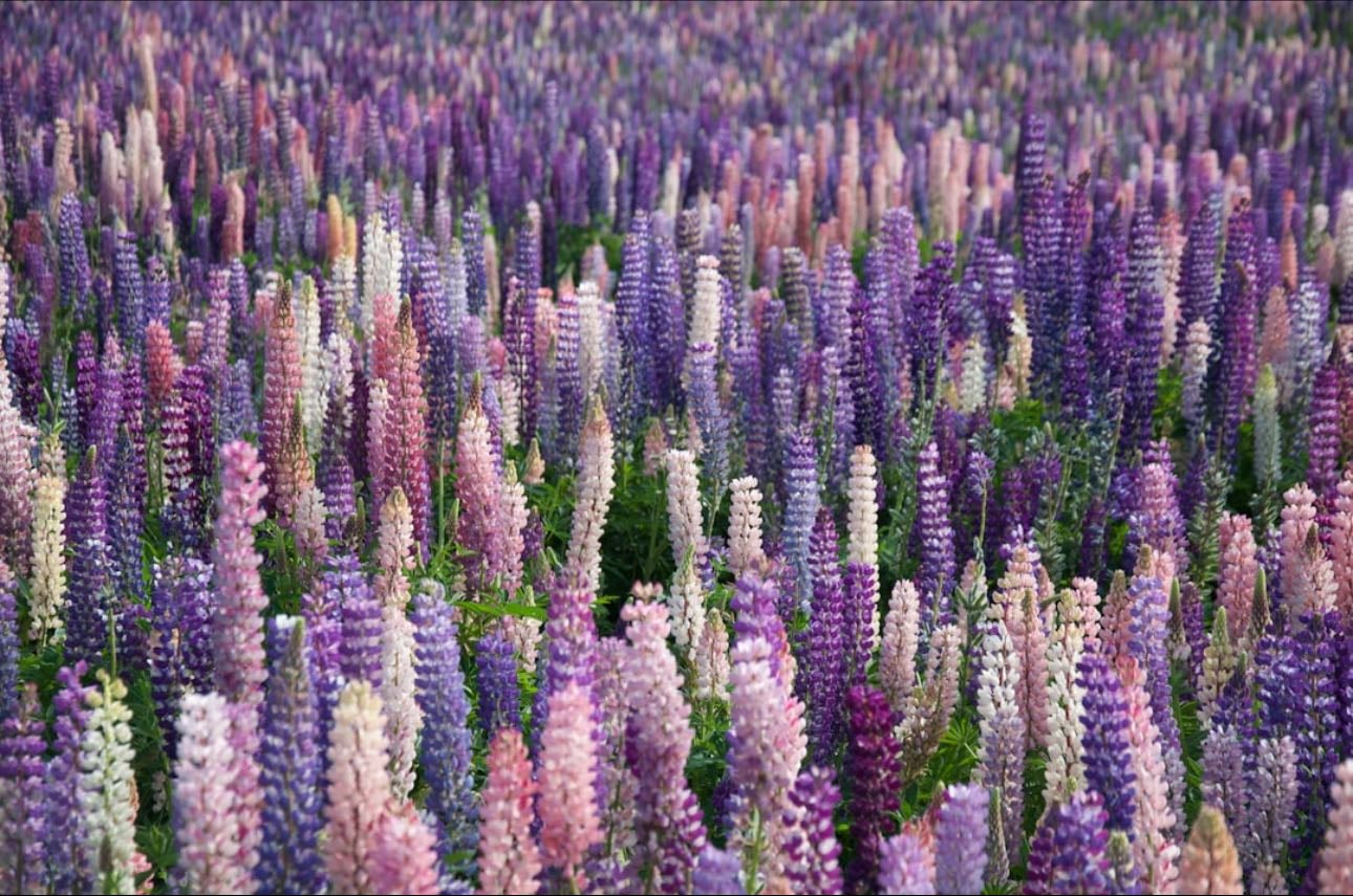 Lupin